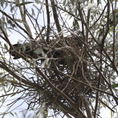 Corvus coronoides (Australian Raven) at Jerrabomberra Wetlands - 12 Sep 2019 by AlisonMilton
