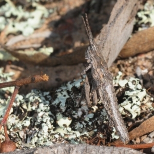 Coryphistes ruricola at Hackett, ACT - 2 Sep 2019 02:49 PM