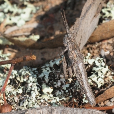 Coryphistes ruricola (Bark-mimicking Grasshopper) at Black Mountain - 2 Sep 2019 by Harrisi