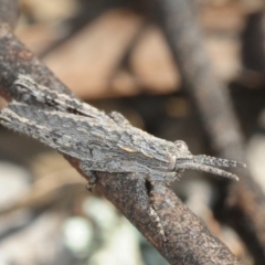 Coryphistes ruricola at Hackett, ACT - 2 Sep 2019 02:49 PM