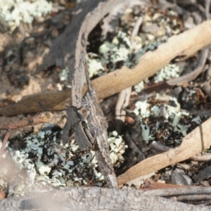 Coryphistes ruricola at Hackett, ACT - 2 Sep 2019 02:49 PM