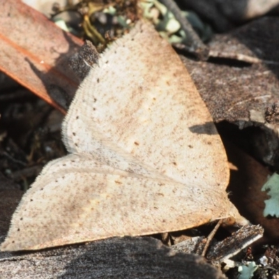 Epidesmia (genus) (Epidesmia moth) at Hackett, ACT - 2 Sep 2019 by Harrisi