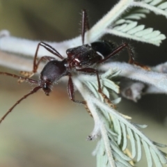 Pseudohalme laetabilis (A Longhorn Beetle) at Aranda Bushland - 11 Sep 2019 by Harrisi