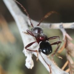 Pseudohalme laetabilis at Dunlop, ACT - 11 Sep 2019 04:44 PM