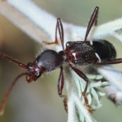 Pseudohalme laetabilis at Dunlop, ACT - 11 Sep 2019