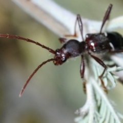 Pseudohalme laetabilis at Dunlop, ACT - 11 Sep 2019 04:44 PM