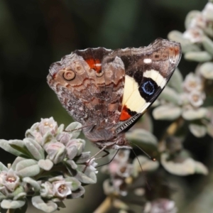 Vanessa itea at Acton, ACT - 10 Sep 2019