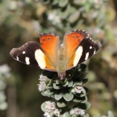 Vanessa itea at Acton, ACT - 10 Sep 2019