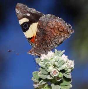 Vanessa itea at Acton, ACT - 10 Sep 2019 11:39 AM