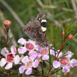 Vanessa itea at Acton, ACT - 10 Sep 2019