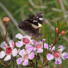 Vanessa itea at Acton, ACT - 10 Sep 2019