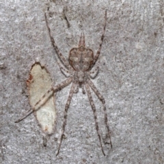 Tamopsis sp. (genus) (Two-tailed spider) at ANBG - 10 Sep 2019 by TimL