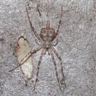 Tamopsis sp. (genus) (Two-tailed spider) at Hackett, ACT - 10 Sep 2019 by TimL