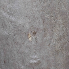 Tamopsis sp. (genus) at Hackett, ACT - 10 Sep 2019 12:41 PM