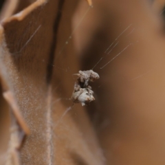 Philoponella congregabilis (Social house spider) at Hackett, ACT - 10 Sep 2019 by TimL