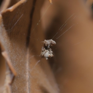 Philoponella congregabilis at Hackett, ACT - 10 Sep 2019