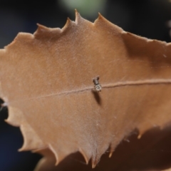 Philoponella congregabilis at Hackett, ACT - 10 Sep 2019 12:09 PM