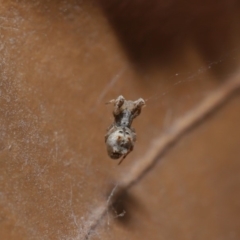 Philoponella congregabilis at Hackett, ACT - 10 Sep 2019 12:09 PM