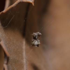 Philoponella congregabilis at Hackett, ACT - 10 Sep 2019 12:09 PM