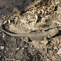 Pogona barbata (Eastern Bearded Dragon) at Michelago, NSW - 11 Sep 2019 by Illilanga