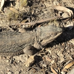 Pogona barbata at Michelago, NSW - suppressed