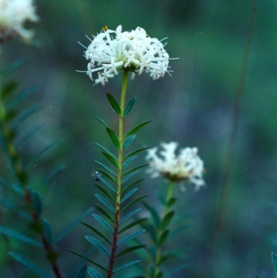 Pimelea linifolia (Slender Rice Flower) at Conder, ACT - 20 Oct 2001 by michaelb