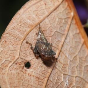 Cicadellidae (family) at Hackett, ACT - 10 Sep 2019 12:13 PM