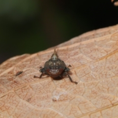 Cicadellidae (family) at Hackett, ACT - 10 Sep 2019 12:13 PM