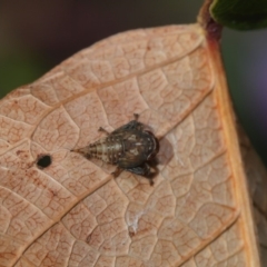 Cicadellidae (family) at Hackett, ACT - 10 Sep 2019