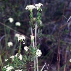 Pimelea linifolia subsp. caesia (Slender Rice Flower) at Tuggeranong Hill - 3 Nov 2000 by michaelb