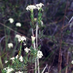 Pimelea linifolia subsp. caesia at Conder, ACT - 4 Nov 2000 12:00 AM