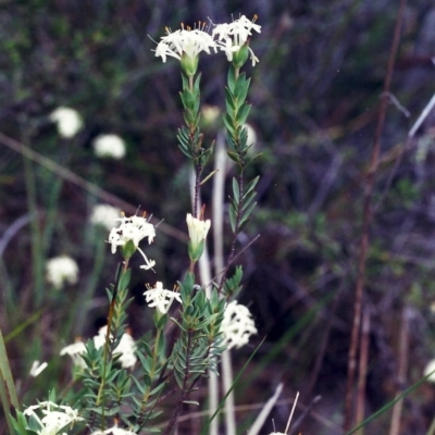 Pimelea linifolia subsp. caesia (Slender Rice Flower) at Tuggeranong Hill - 3 Nov 2000 by michaelb