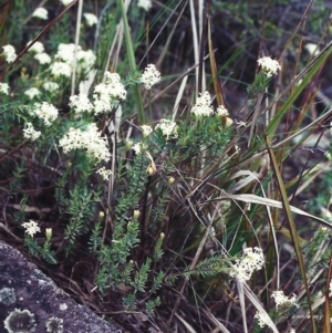 Pimelea linifolia subsp. caesia at Conder, ACT - 4 Nov 2000
