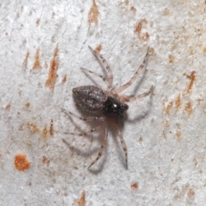 Euryopis sp. (genus) at Hackett, ACT - 10 Sep 2019