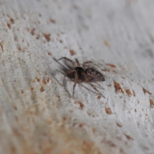 Euryopis sp. (genus) at Hackett, ACT - 10 Sep 2019 12:49 PM