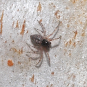 Euryopis sp. (genus) at Hackett, ACT - 10 Sep 2019 12:49 PM