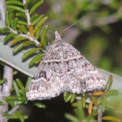Dichromodes ainaria (A geometer or looper moth) at Tennent, ACT - 4 Feb 2015 by michaelb
