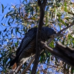 Callocephalon fimbriatum (Gang-gang Cockatoo) at Molonglo River Reserve - 12 Sep 2019 by Kurt