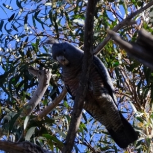 Callocephalon fimbriatum at Molonglo River Reserve - suppressed