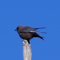 Artamus cyanopterus (Dusky Woodswallow) at Kama - 12 Sep 2019 by Kurt