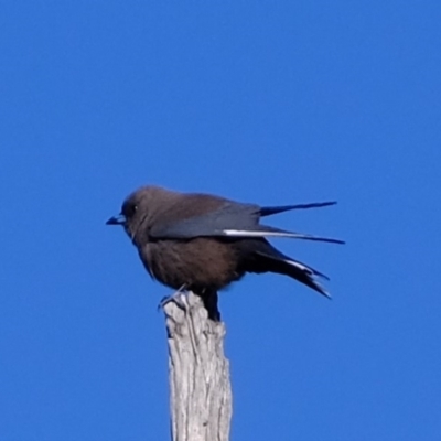 Artamus cyanopterus (Dusky Woodswallow) at Dunlop, ACT - 12 Sep 2019 by Kurt