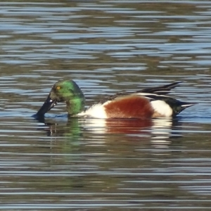 Spatula clypeata at Fyshwick, ACT - 13 Sep 2019