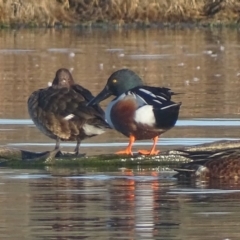 Spatula clypeata at Fyshwick, ACT - 13 Sep 2019 08:28 AM