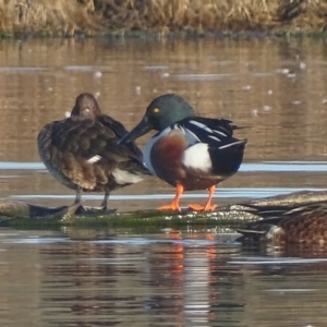 Spatula clypeata at Fyshwick, ACT - 13 Sep 2019