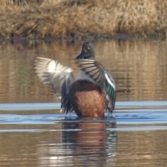 Spatula clypeata at Fyshwick, ACT - 13 Sep 2019