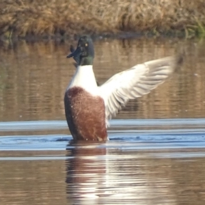 Spatula clypeata at Fyshwick, ACT - 13 Sep 2019 08:28 AM