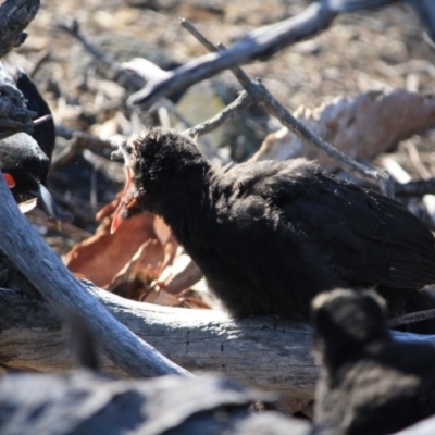 Corcorax melanorhamphos (White-winged Chough) at Red Hill Nature Reserve - 13 Sep 2019 by LisaH