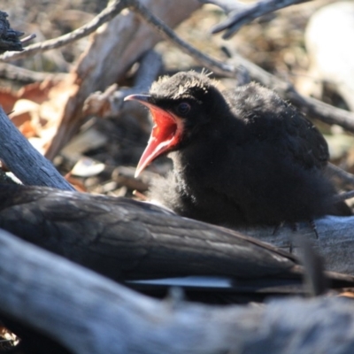 Corcorax melanorhamphos (White-winged Chough) at Red Hill Nature Reserve - 13 Sep 2019 by LisaH