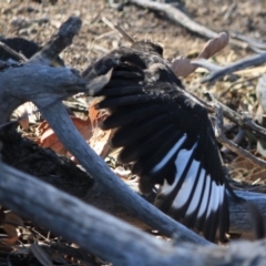 Corcorax melanorhamphos at Deakin, ACT - 13 Sep 2019