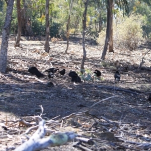 Corcorax melanorhamphos at Deakin, ACT - 13 Sep 2019